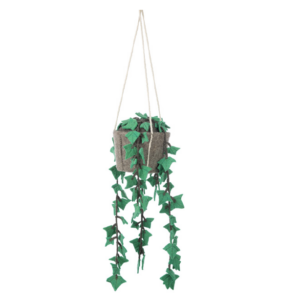 Hang plant - hedera felix KidsDepot